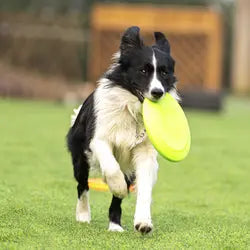 Ball Tug | Dog Toy | Toy Reward | Fetch Toy | Colorful Toy | Dog Agility Equipment | Performance Dog Reward | Dog Training | Training Toy